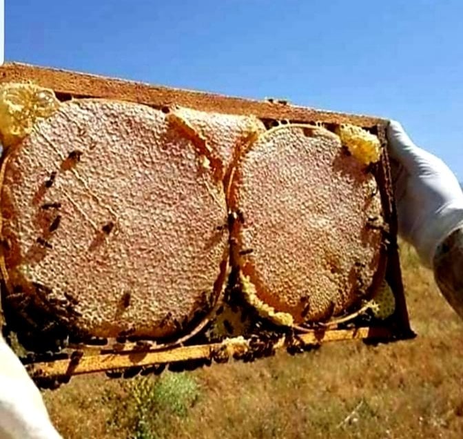 Organik Karakovan Balı 3 kg ÜCRETSİZ KARGO