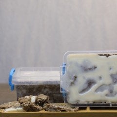 Kavurma 1300gr